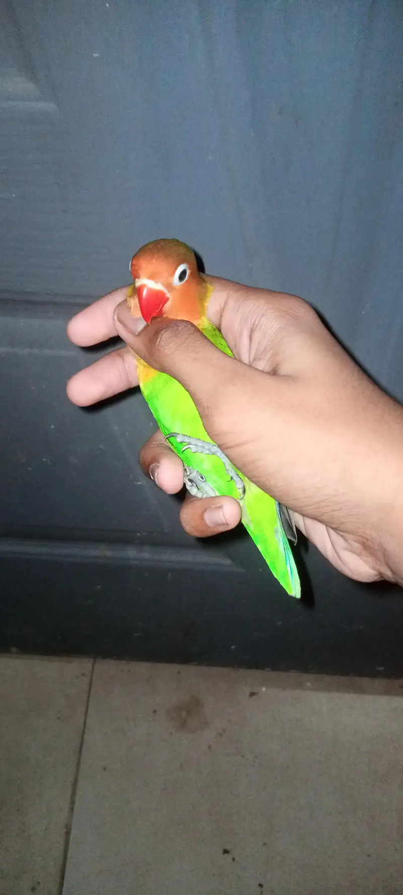 3 lovebirds Chicks (Green Fischer/Lutino Personata) Full Self — photo 4