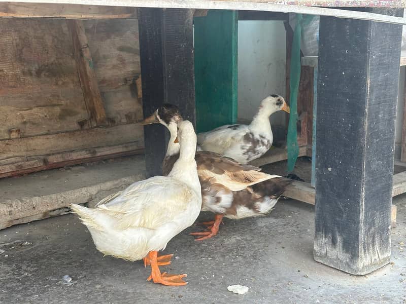 ducks 0