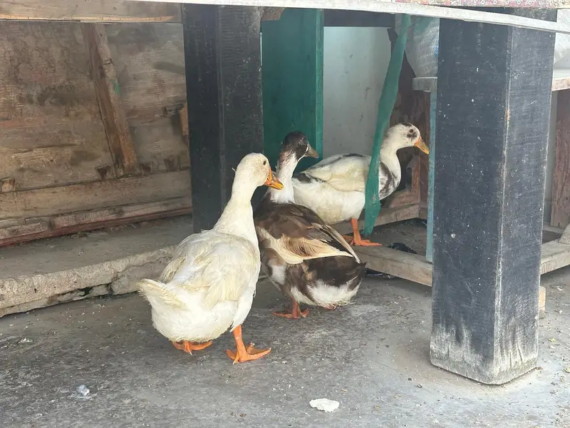 ducks — photo 2