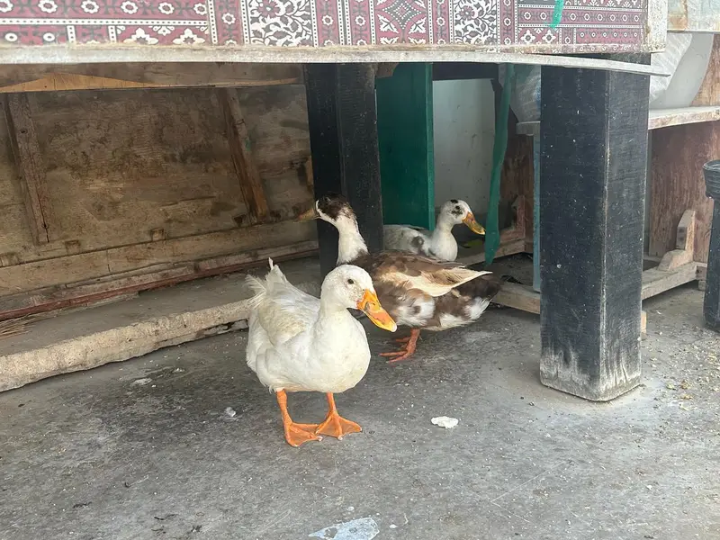 ducks — photo 3