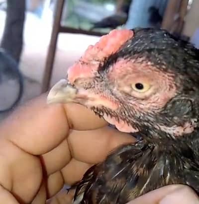 Amroha Bloodline Madi for sale