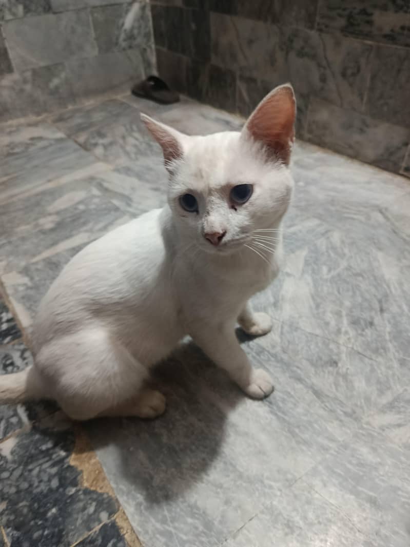 Persian 0