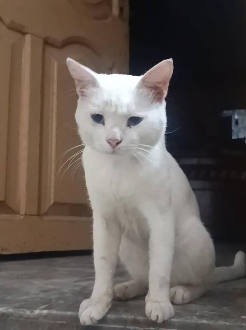 Persian 1