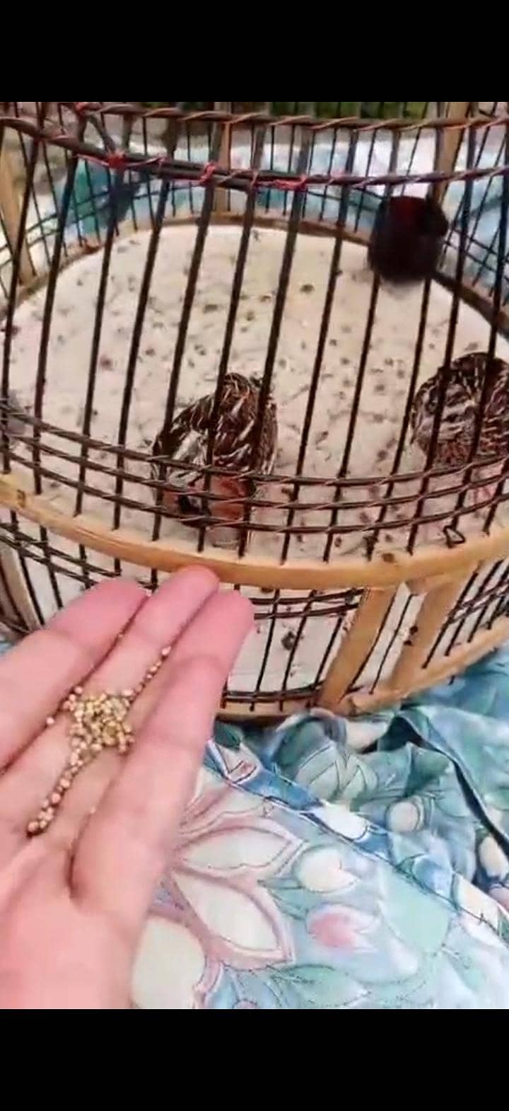 chinga bater pair 0