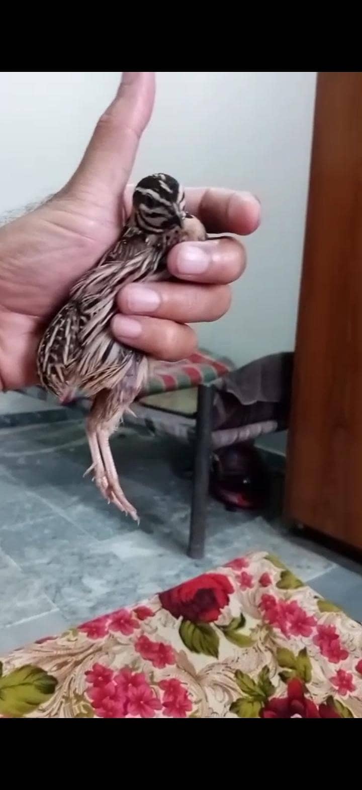 chinga bater pair 2