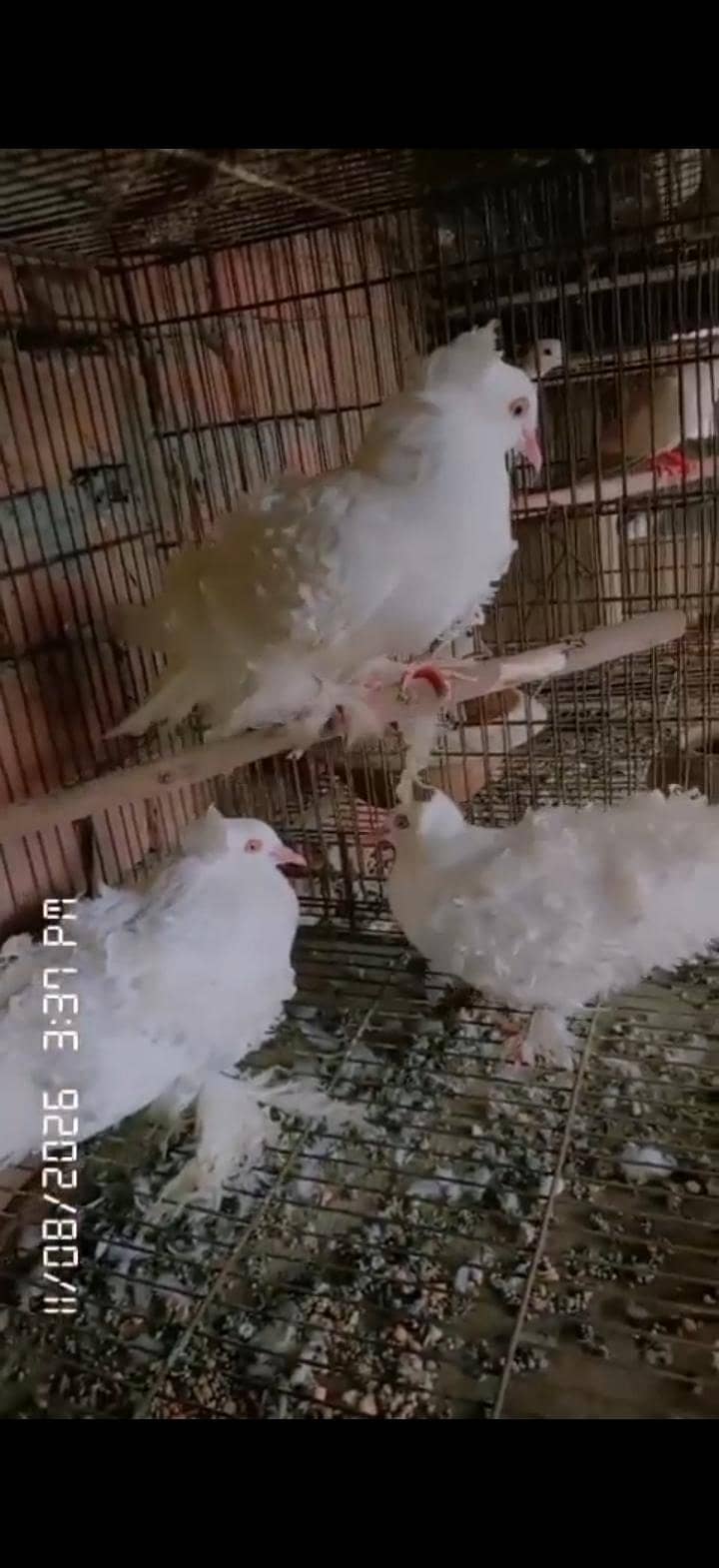 chinga bater pair 3
