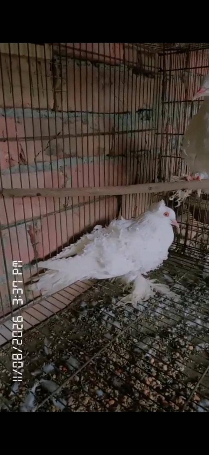 chinga bater pair 4