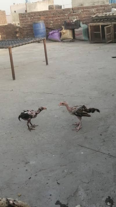 aseel bachee Pure chicks quality ke Aseel chicks pura quality ma pair