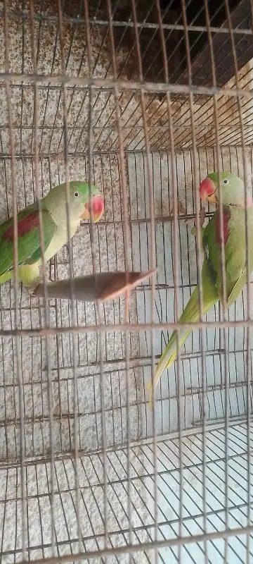 butiful kashmiri raw parrot cash on delivery for sale — photo 3