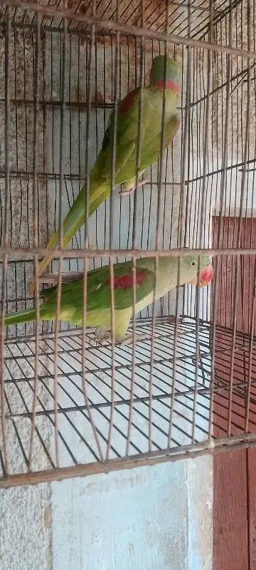 butiful kashmiri raw parrot cash on delivery for sale — photo 4