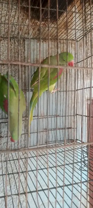 butiful kashmiri raw parrot cash on delivery for sale — photo 5