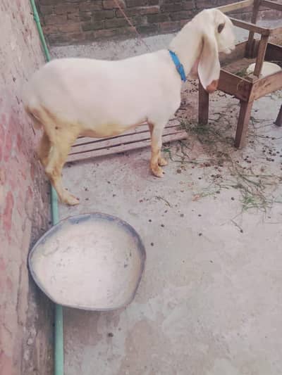 Bair 2 danto wali 1 month phlay cros hoi Hain