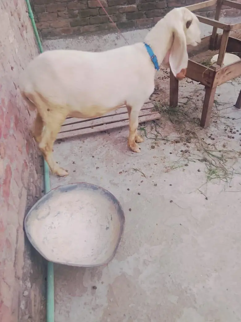 Bair 2 danto wali 1 month phlay cros hoi Hain