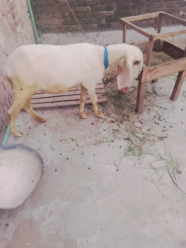 Bair 2 danto wali 1 month phlay cros hoi Hain — photo 2