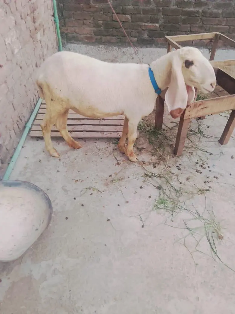 Bair 2 danto wali 1 month phlay cros hoi Hain — photo 4