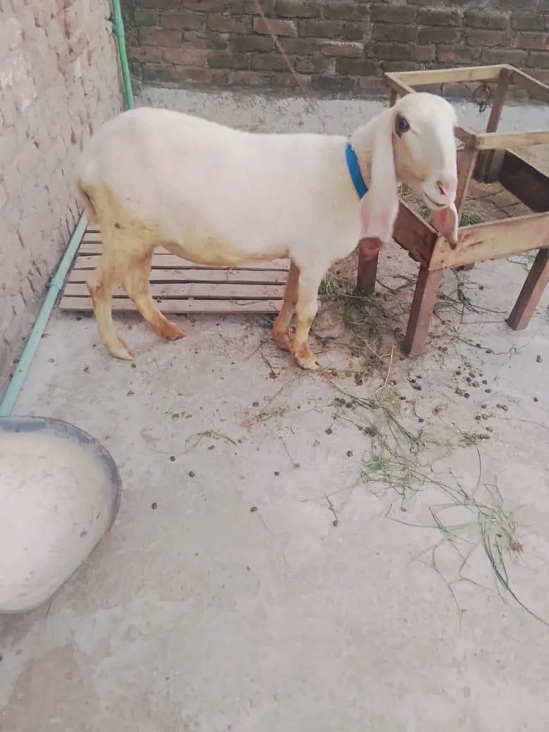 Bair 2 danto wali 1 month phlay cros hoi Hain — photo 5
