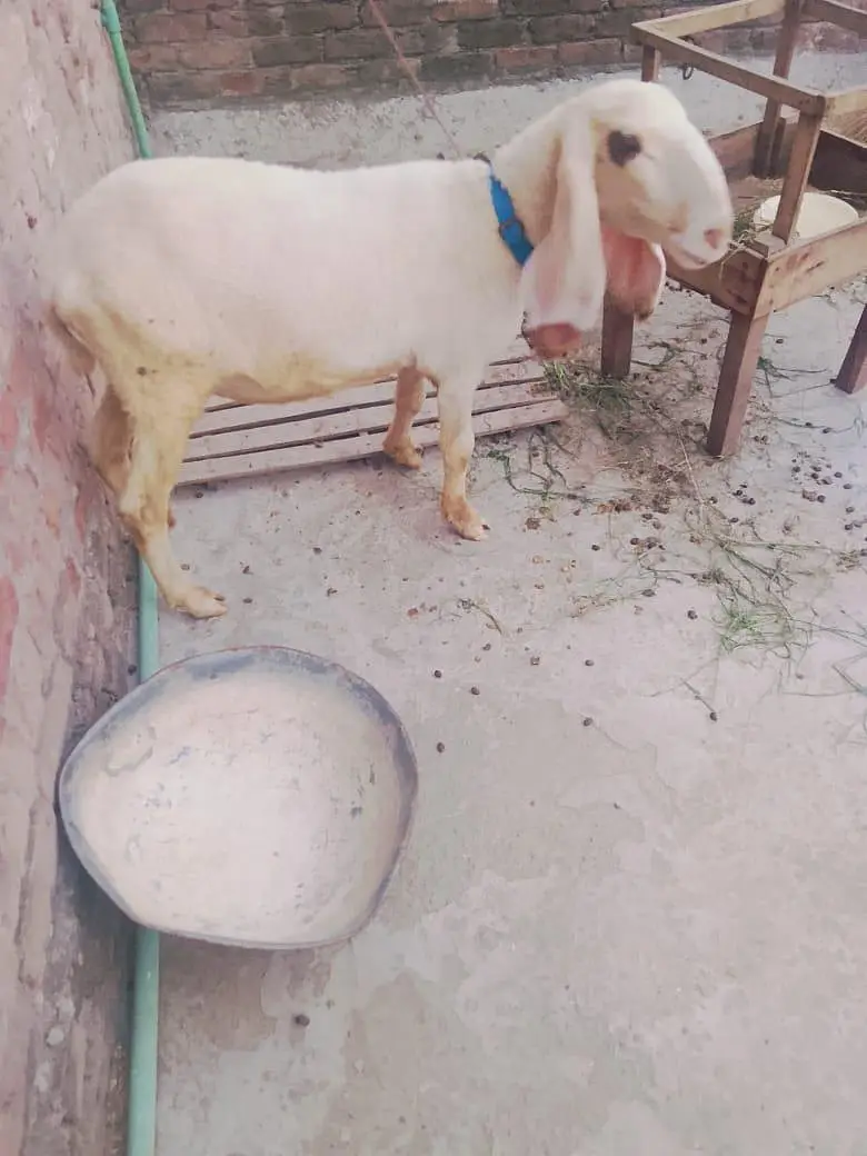 Bair 2 danto wali 1 month phlay cros hoi Hain — photo 7