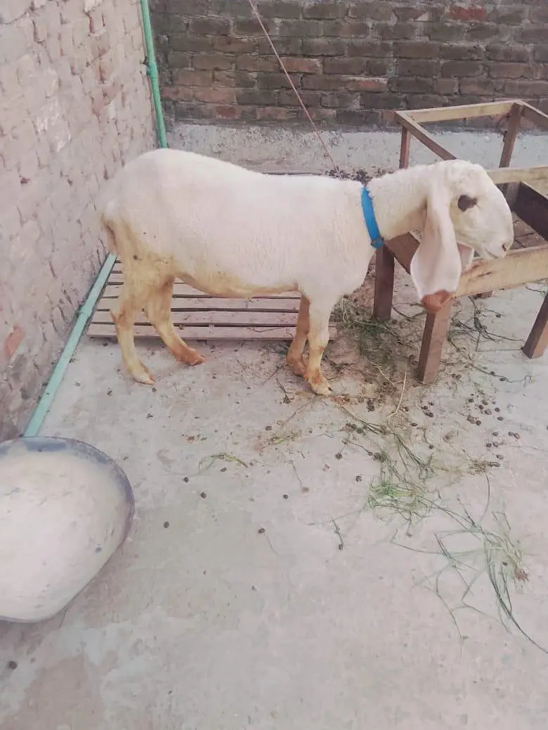 Bair 2 danto wali 1 month phlay cros hoi Hain — photo 9