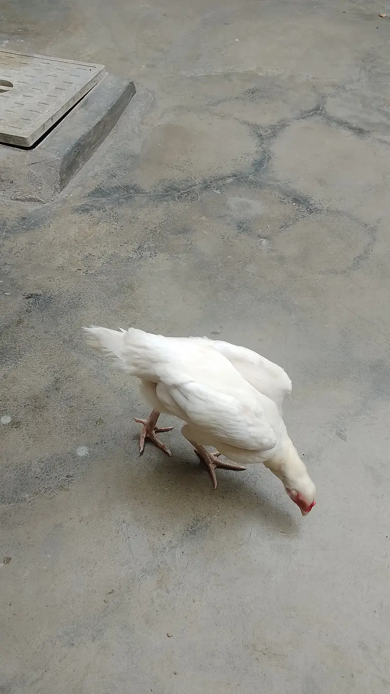 Heera murgi — photo 3