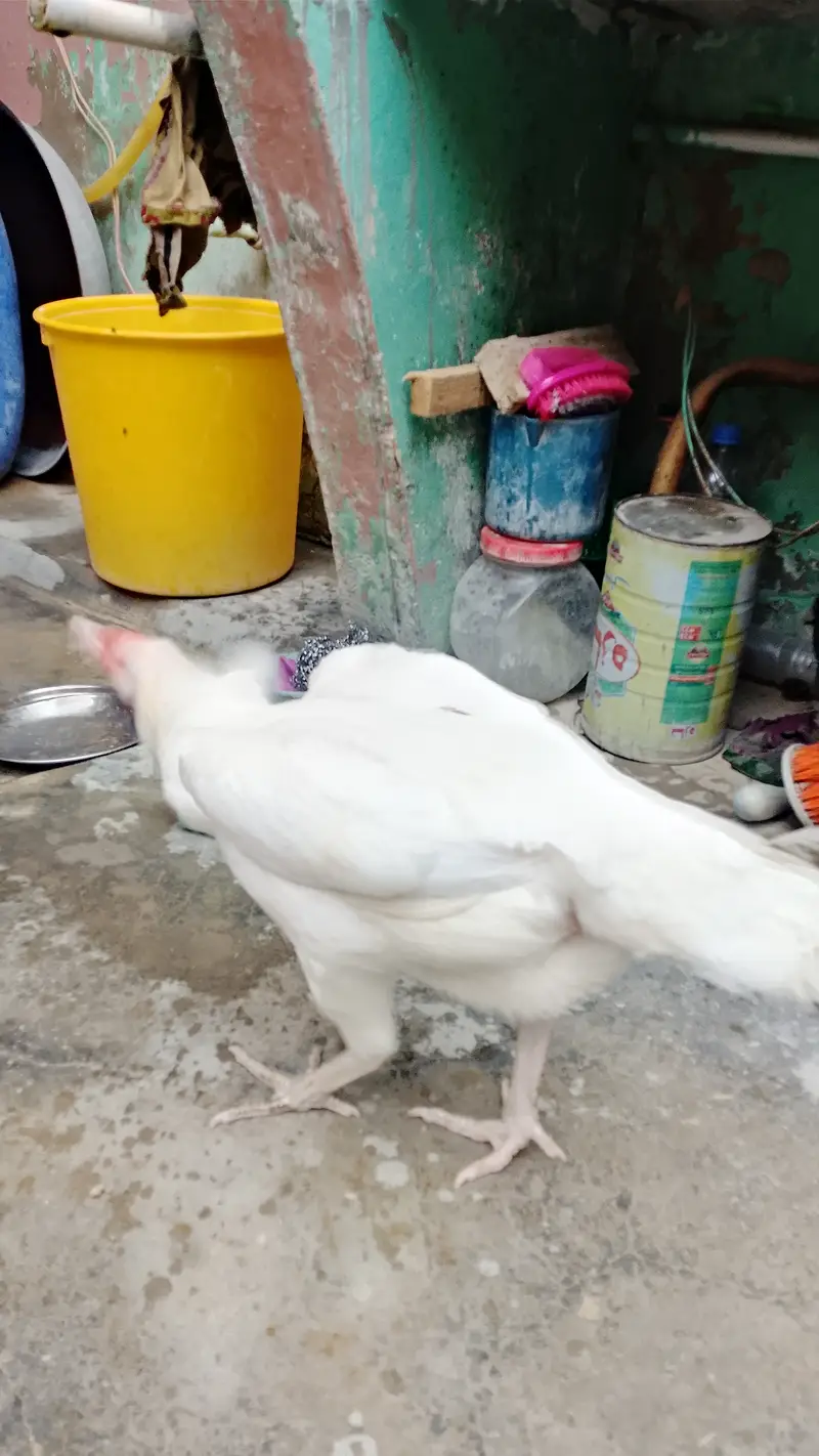 Heera murgi — photo 4