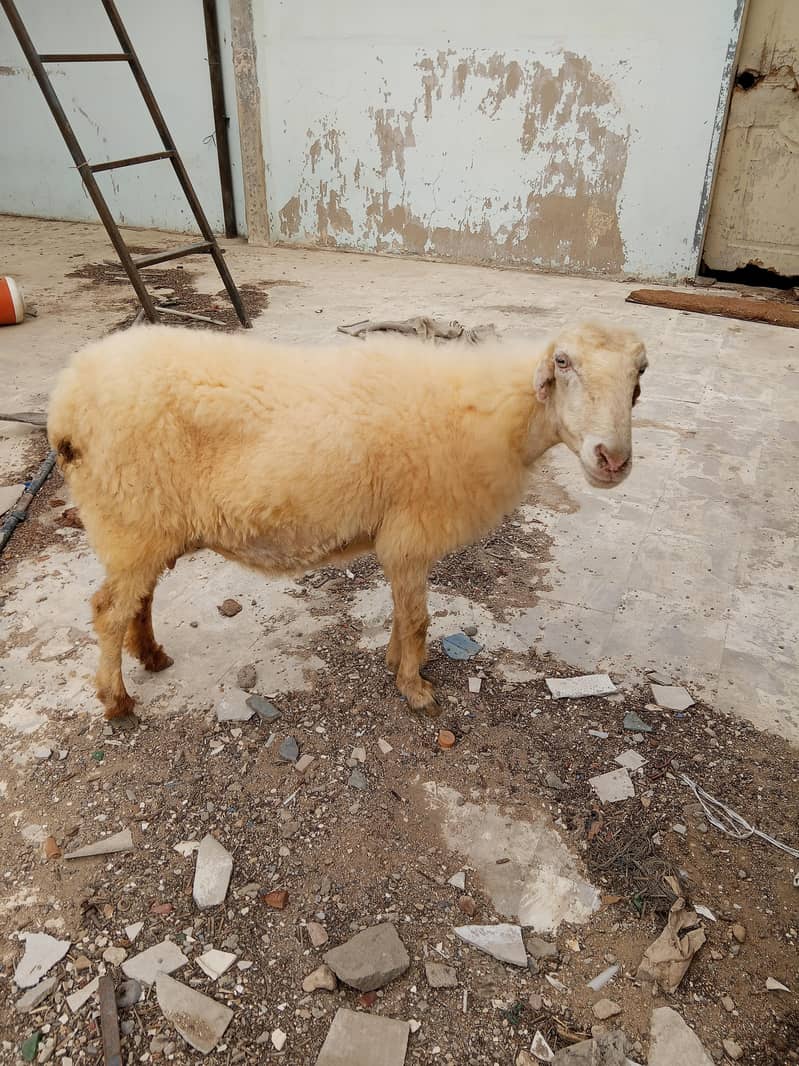 lohi dumbi 1