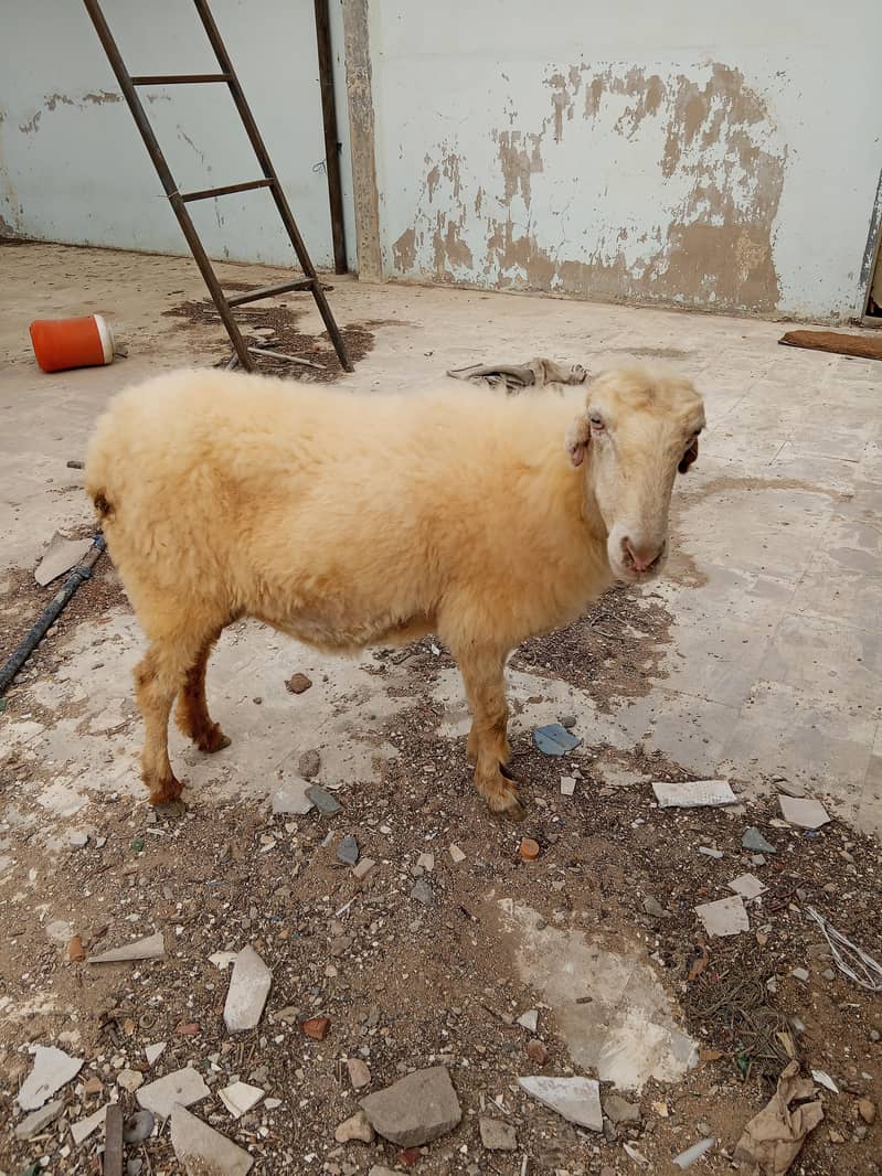 lohi dumbi 2