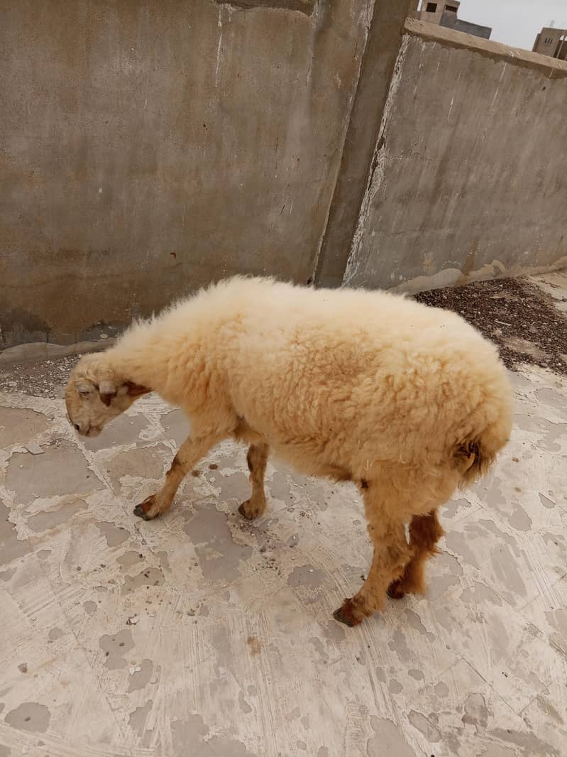 lohi dumbi 3