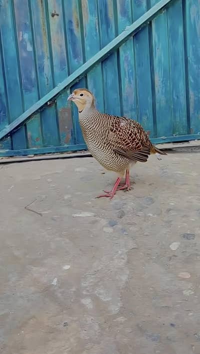 Teetar Female Healthy And Active Bhot Acha Bolti Ha Video Available Ha