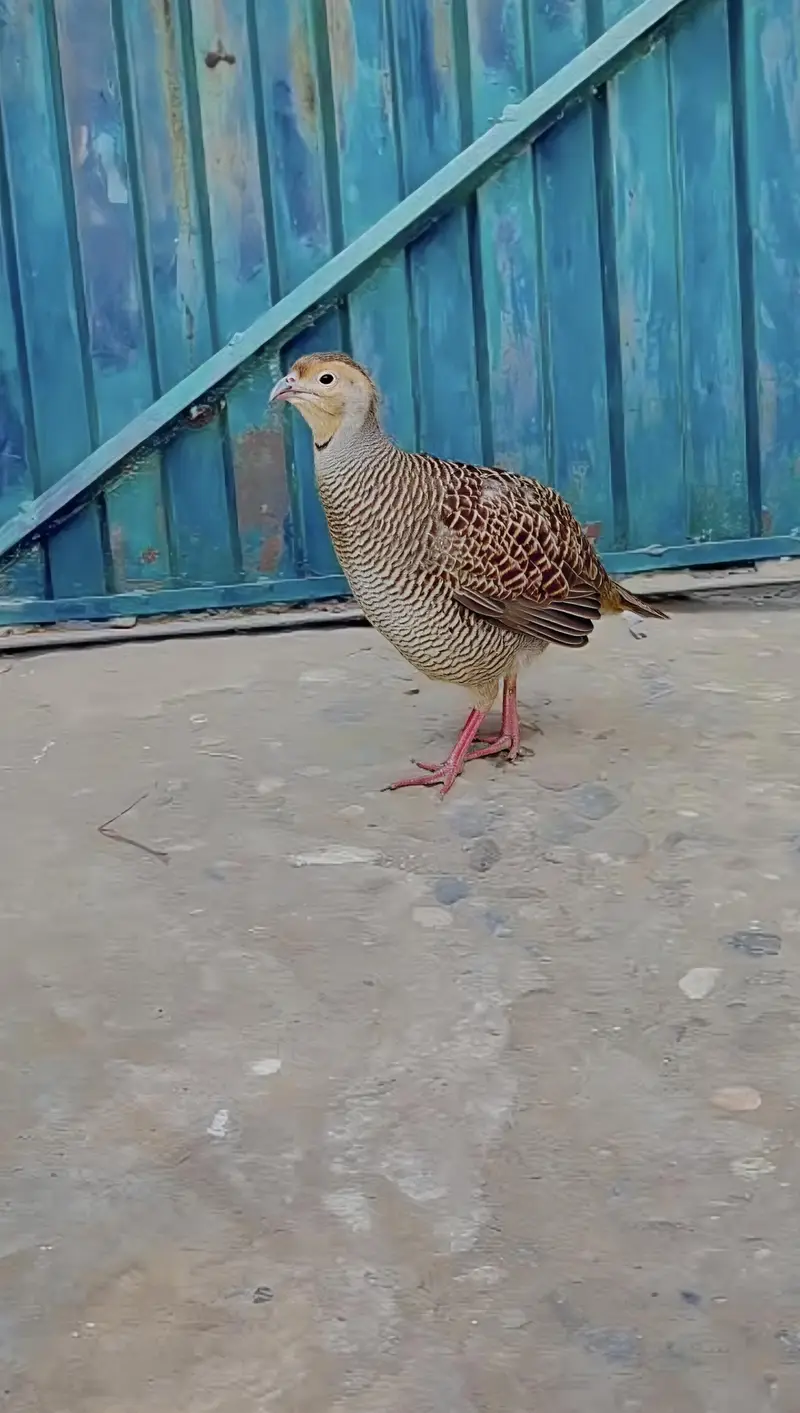 Teetar Female Healthy And Active Bhot Acha Bolti Ha Video Available Ha