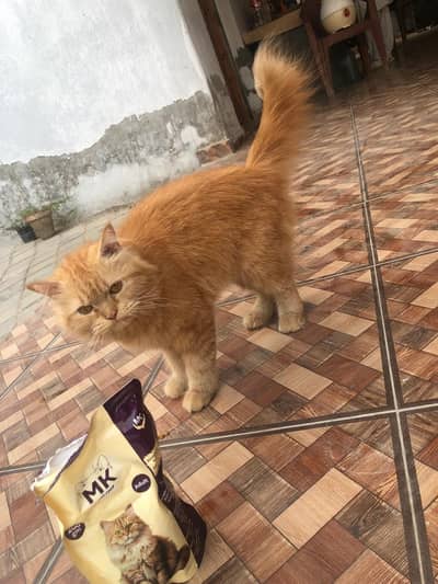 Doll Face Persian Cat