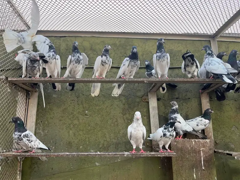Aoa Joron Walay Kabootar Jisay Chaiye Rabta Karay — photo 2