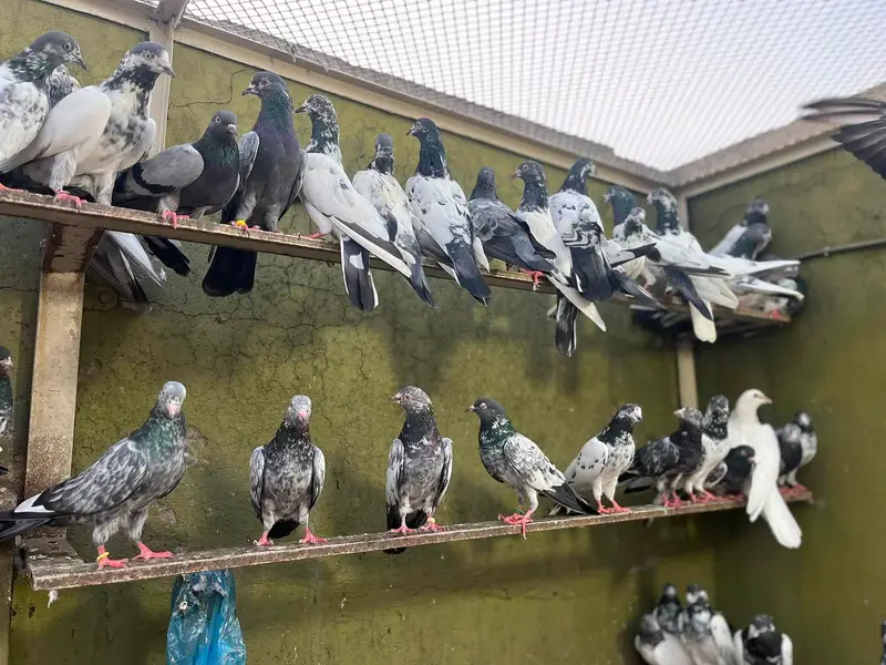 Aoa Joron Walay Kabootar Jisay Chaiye Rabta Karay — photo 3