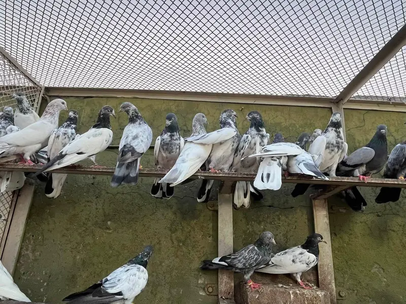 Aoa Joron Walay Kabootar Jisay Chaiye Rabta Karay — photo 4