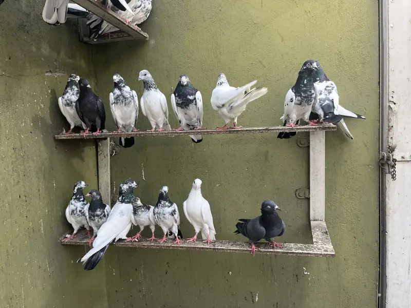 Aoa Joron Walay Kabootar Jisay Chaiye Rabta Karay — photo 6