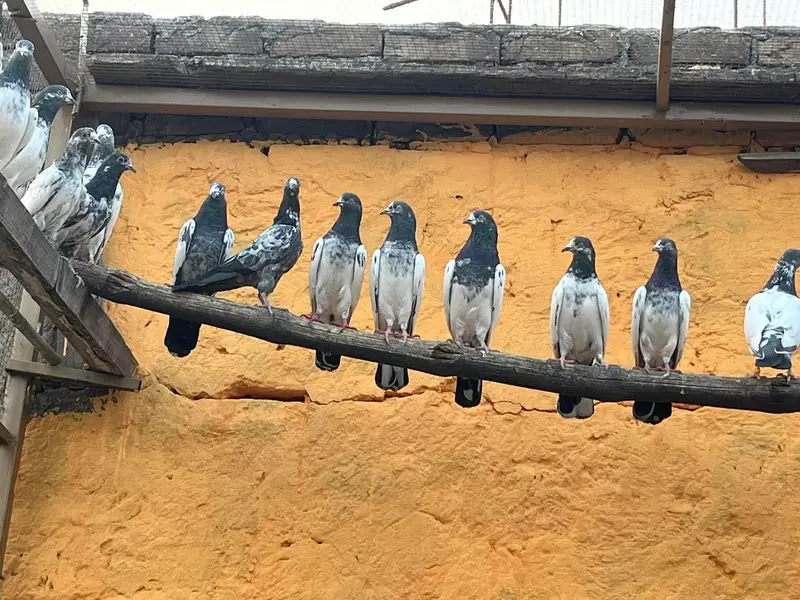 Aoa Joron Walay Kabootar Jisay Chaiye Rabta Karay — photo 7