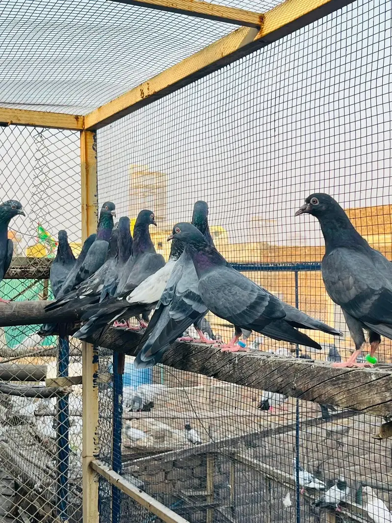 Aoa Joron Walay Kabootar Jisay Chaiye Rabta Karay — photo 10