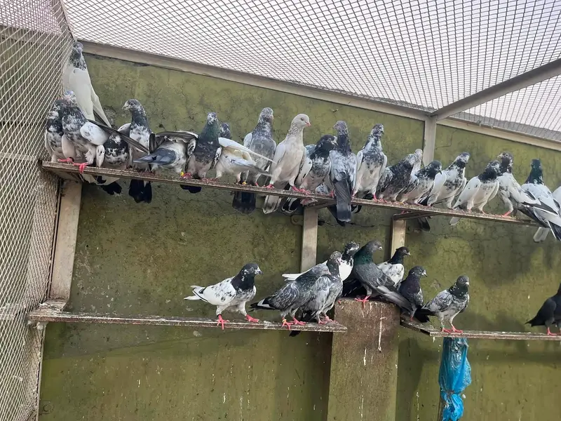 Aoa Joron Walay Kabootar Jisay Chaiye Rabta Karay — photo 11