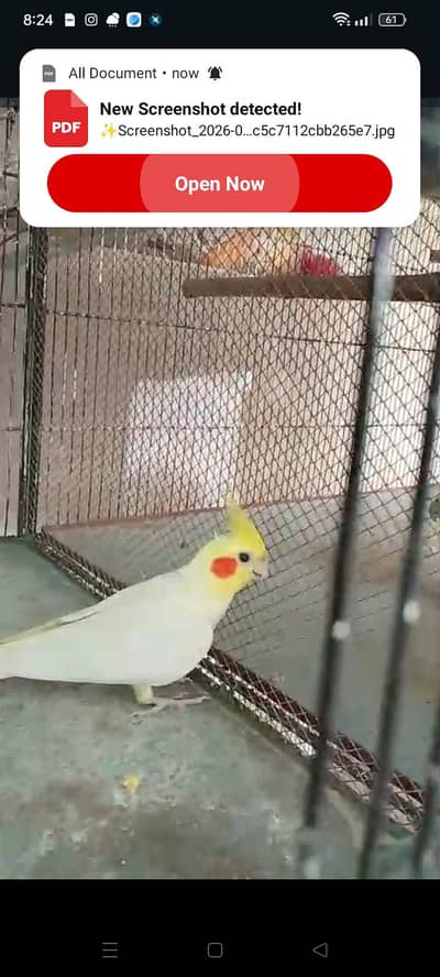 breeder cocktail pairs