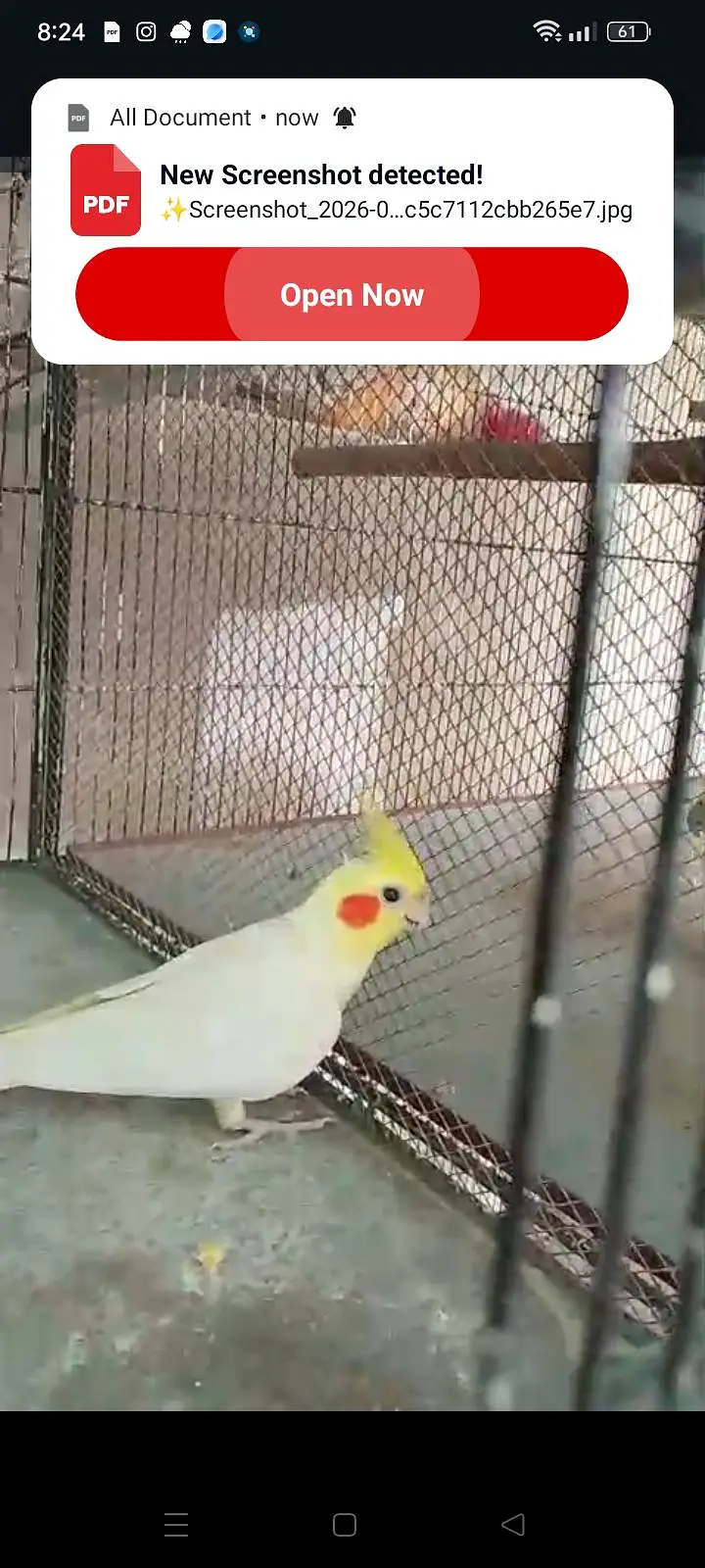 breeder cocktail pairs