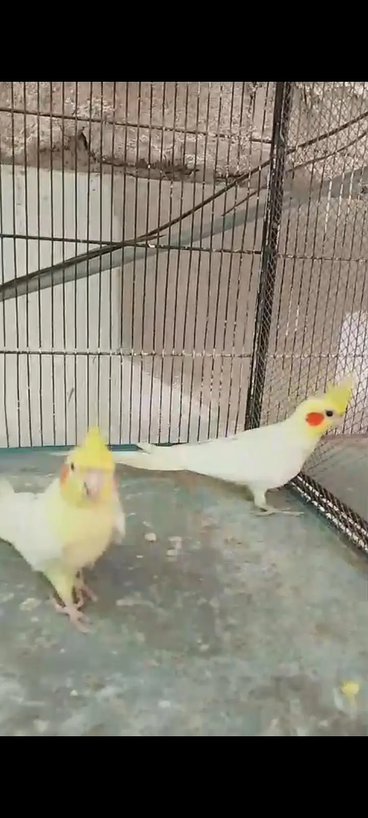 breeder cocktail pairs — photo 9