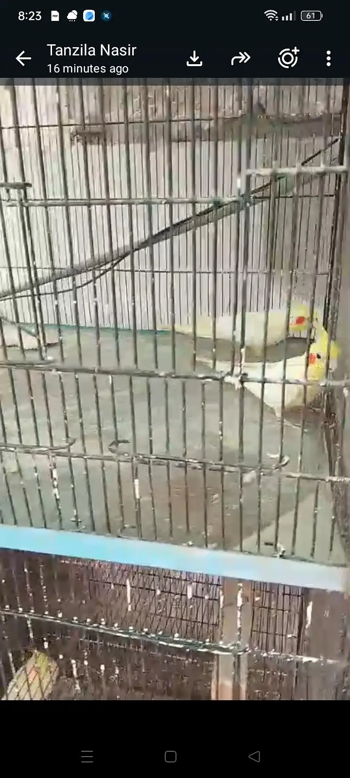 breeder cocktail pairs — photo 10