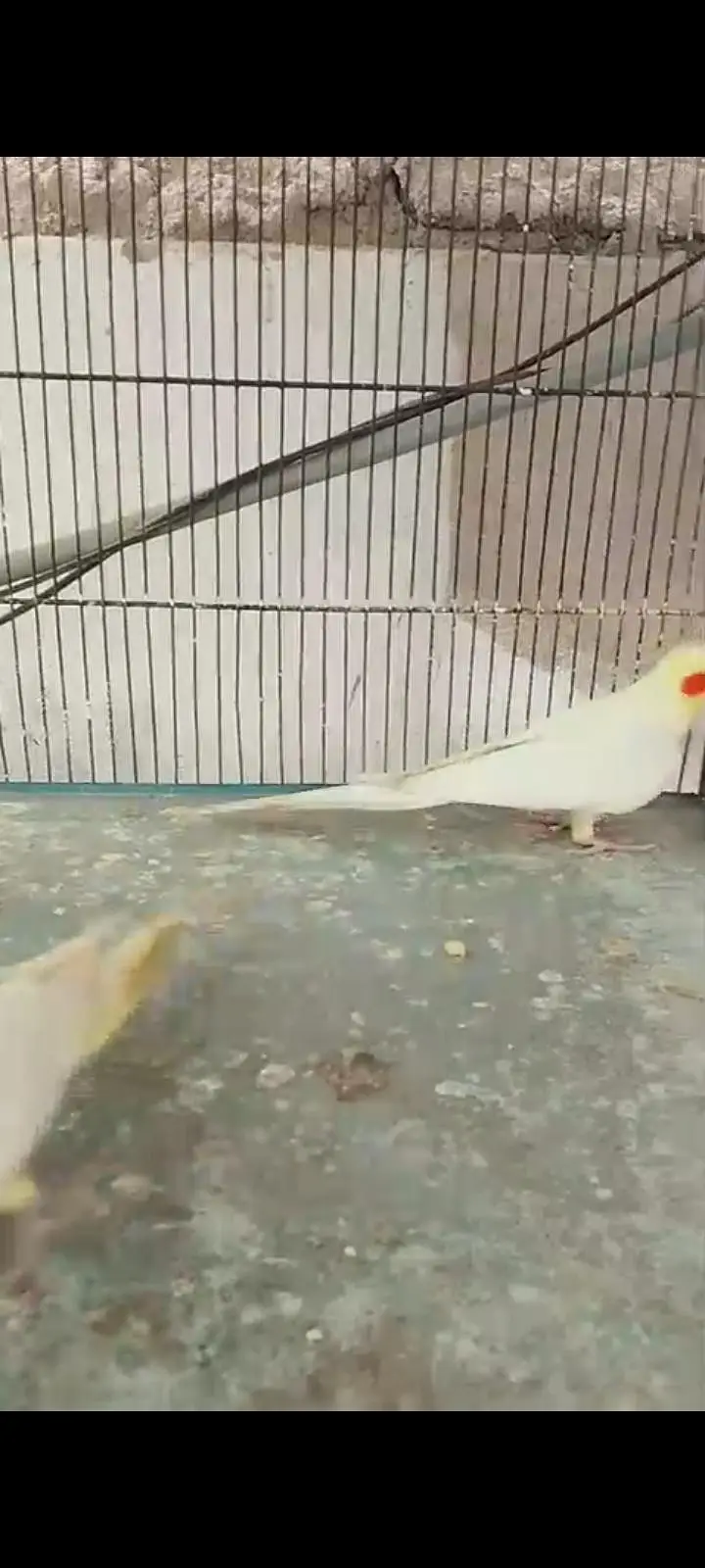 breeder cocktail pairs — photo 11