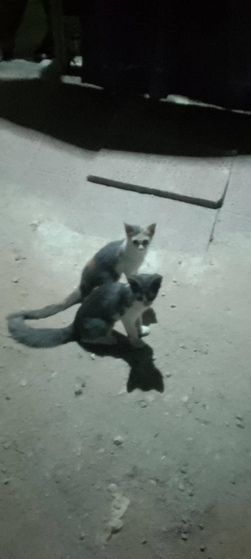 cats for adoption 0
