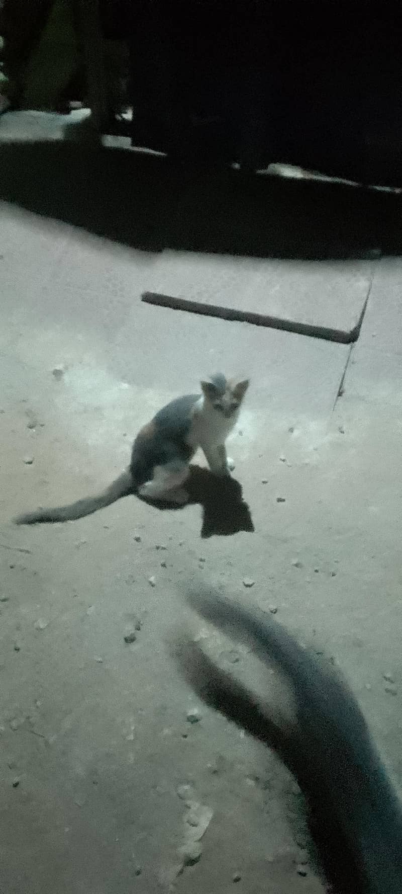 cats for adoption 1