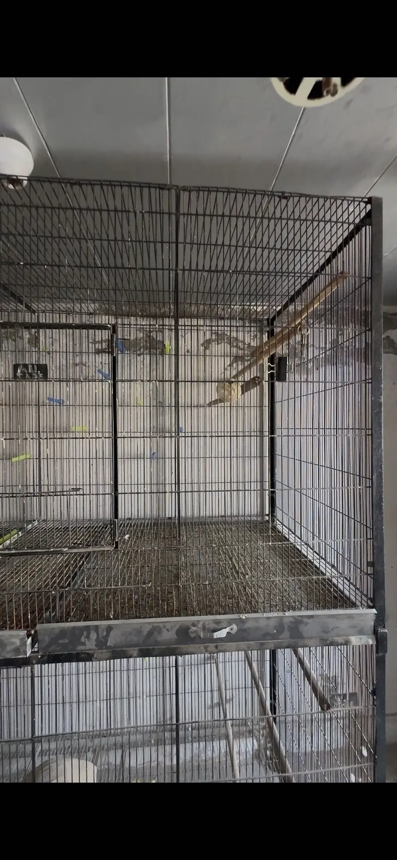 5x3x2.5 ft 2 Cages - 20 Dana boxes - 20 breeding keekar boxes lovebird — photo 2