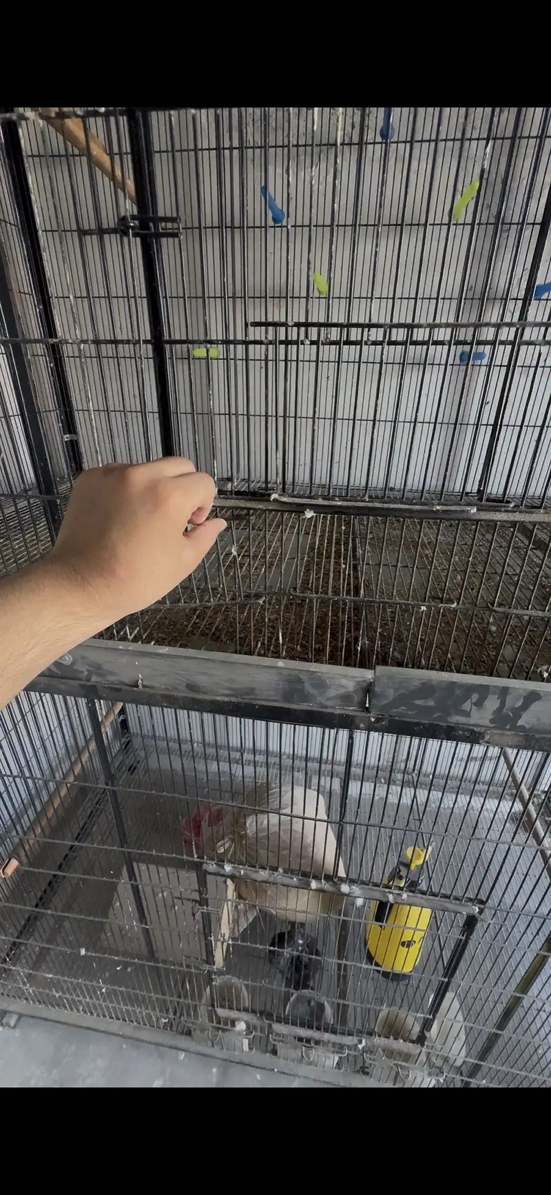 5x3x2.5 ft 2 Cages - 20 Dana boxes - 20 breeding keekar boxes lovebird — photo 5