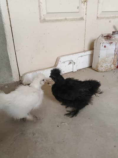 Silkie chicks pair
