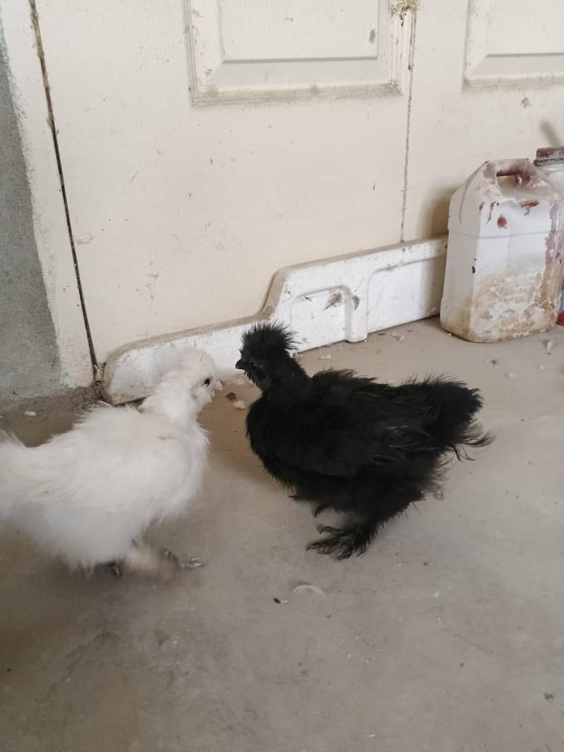 Silkie chicks pair 0