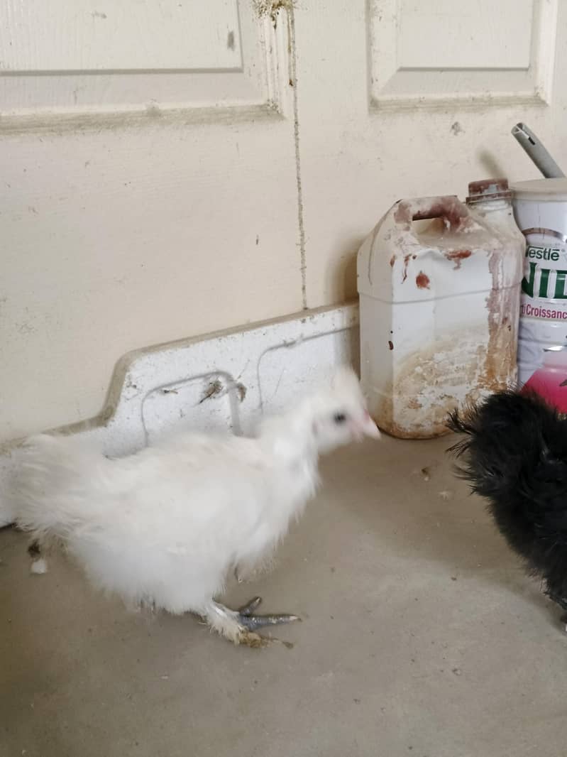 Silkie chicks pair 1