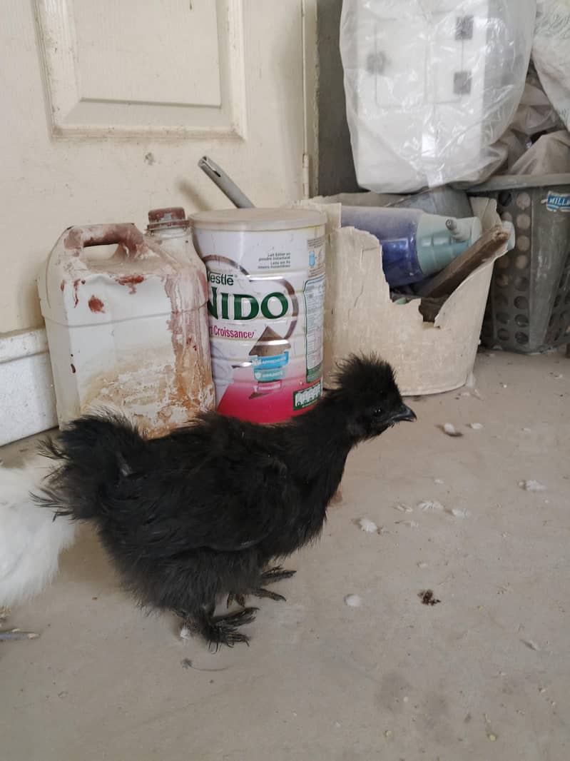 Silkie chicks pair 2